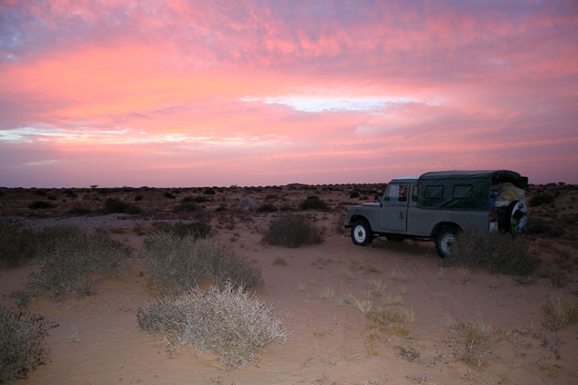 "Vimos tres pares de ojos brillantes": los científicos lograron fotografiar por primera vez a los gatitos de un gato de dunas