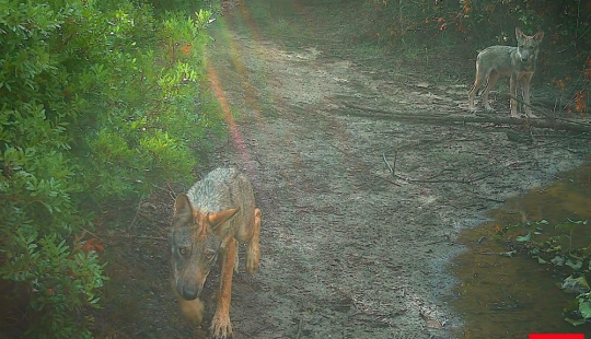 "Volver a gobernar": los lobos aparecieron en las cercanías de Roma por primera vez en cien años "Volver a gobernar": los lobos aparecieron en las cercanías de Roma por primera vez en cien años