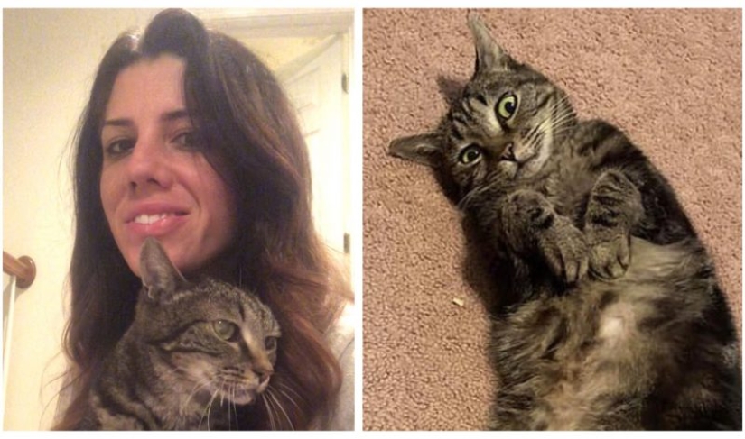 "Wait for me and I'll be back": a missing cat met its owner after 13 years of separation