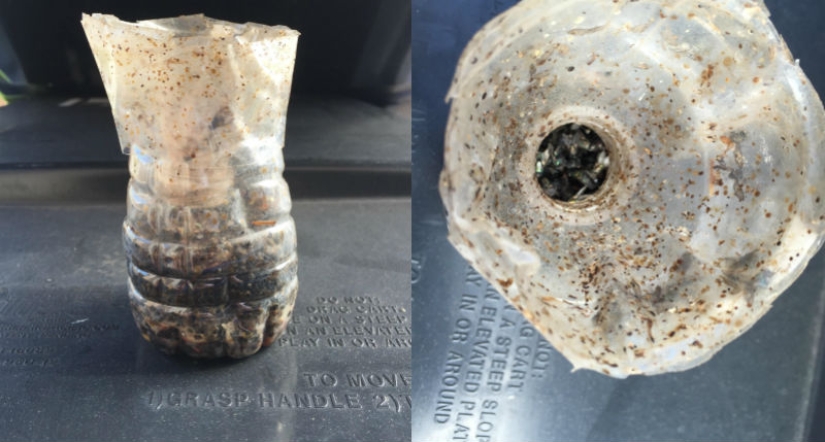 We declare a genocide of flies: how to make a simple but effective insect trap We declare a genocide of flies: how to make a simple but effective insect trap
