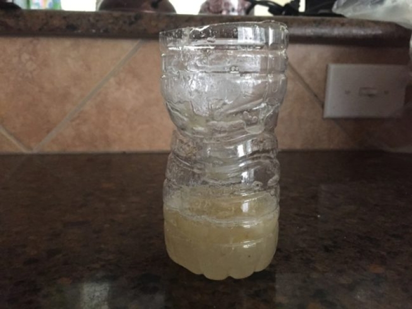 We declare a genocide of flies: how to make a simple but effective insect trap We declare a genocide of flies: how to make a simple but effective insect trap