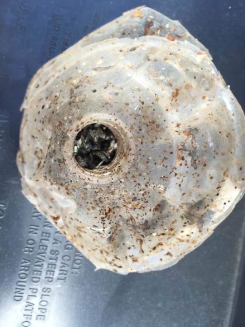 We declare a genocide of flies: how to make a simple but effective insect trap We declare a genocide of flies: how to make a simple but effective insect trap