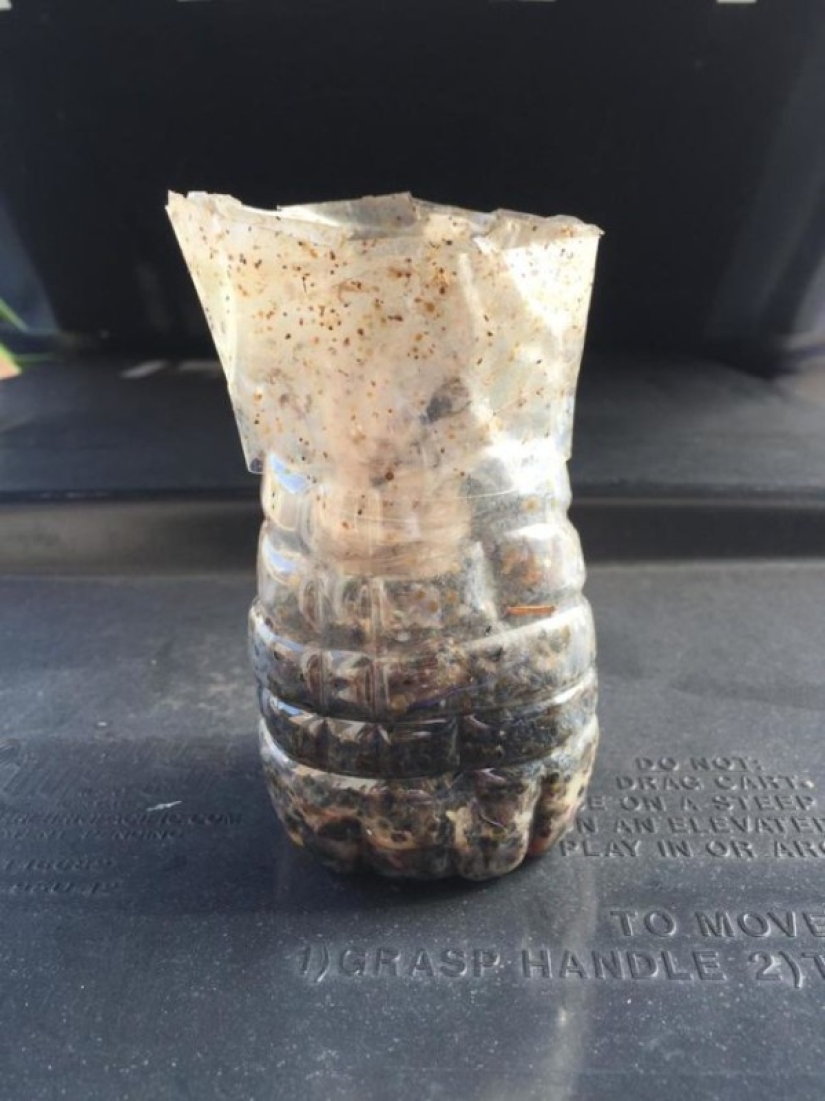 We declare a genocide of flies: how to make a simple but effective insect trap We declare a genocide of flies: how to make a simple but effective insect trap