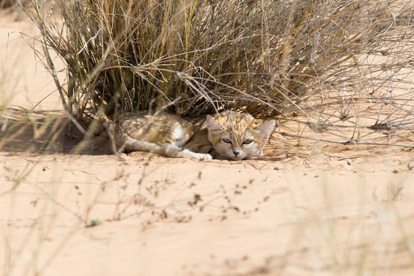 "We saw three pairs of glowing eyes": scientists for the first time managed to photograph the kittens of a dune cat