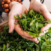 What can be done with green tea?