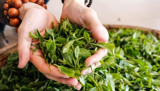 What can be done with green tea?