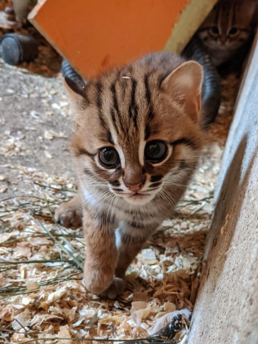 What do rare kittens of a rusty cat, the smallest wild cat breed, look like