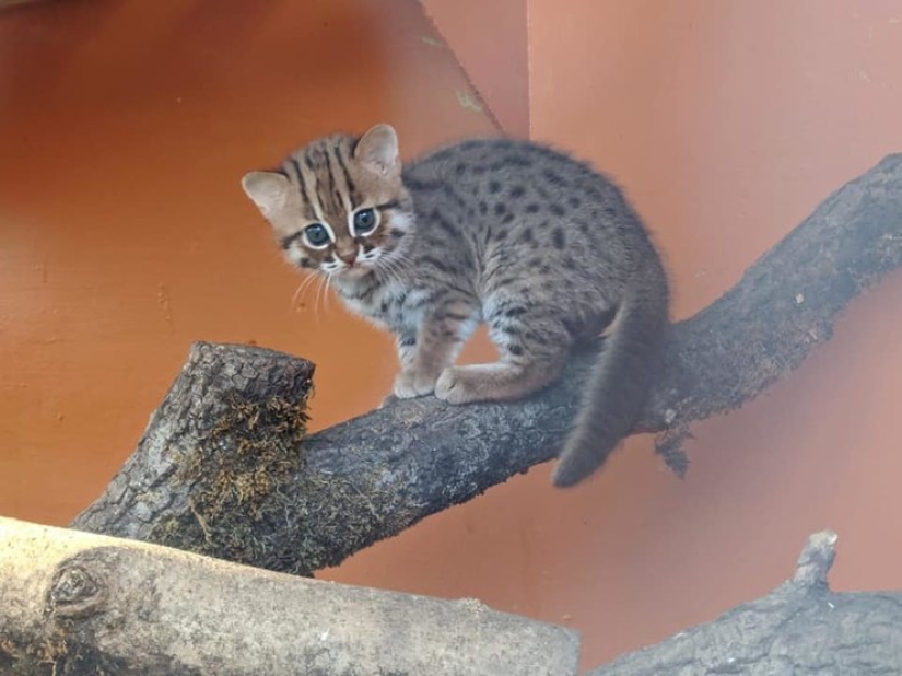 What do rare kittens of a rusty cat, the smallest wild cat breed, look like