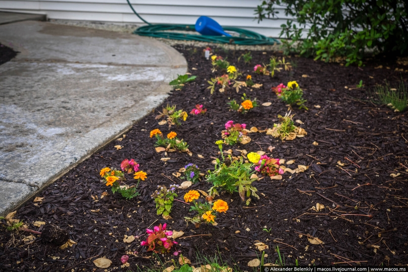 What does American Moscow look like