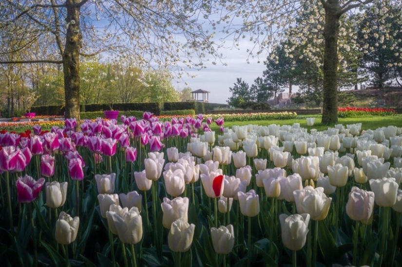 What does the most beautiful Keukenhof Tulip Park look like without a single visitor
