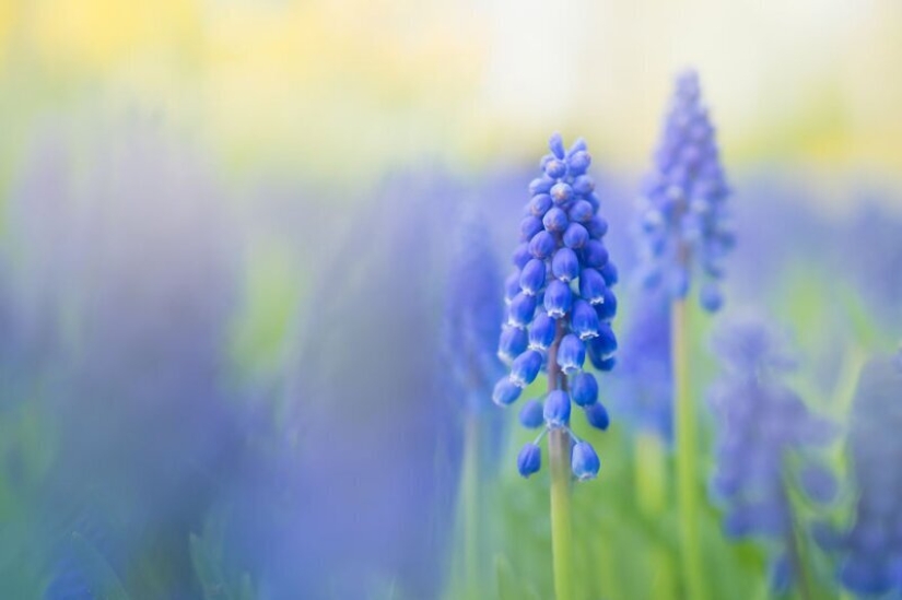 What does the most beautiful Keukenhof Tulip Park look like without a single visitor