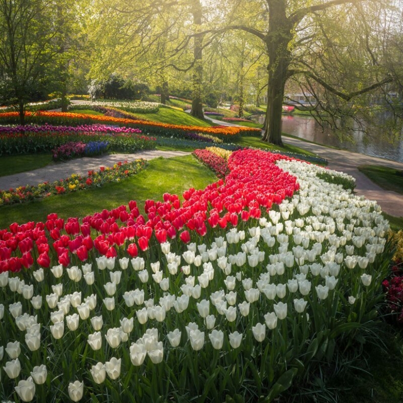 What does the most beautiful Keukenhof Tulip Park look like without a single visitor