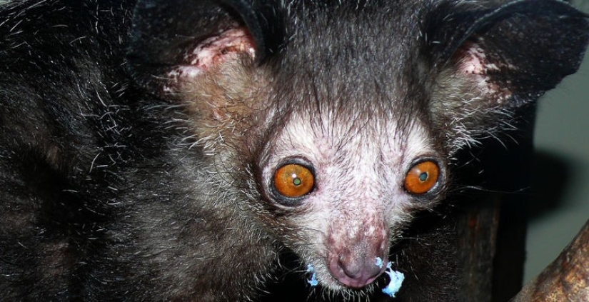 What does the real anti-mi-mi-mi look like