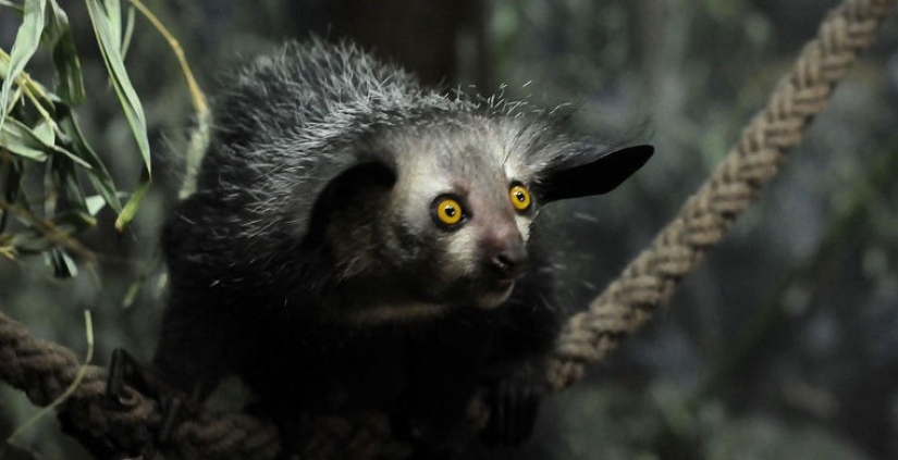 What does the real anti-mi-mi-mi look like