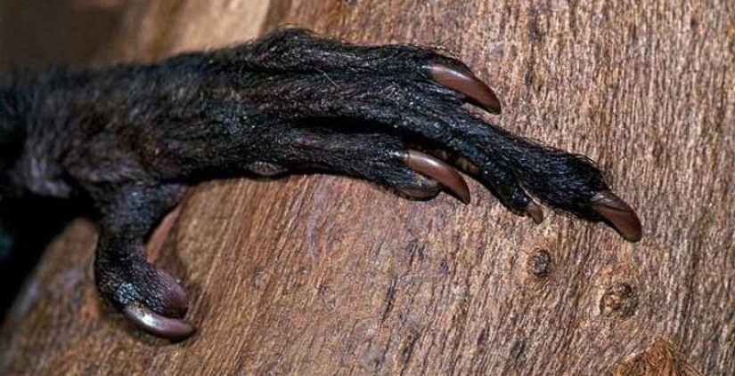 What does the real anti-mi-mi-mi look like