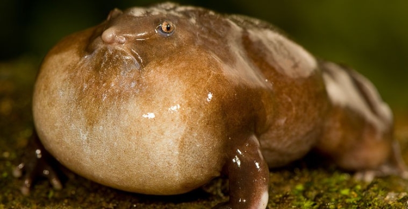 What does the real anti-mi-mi-mi look like