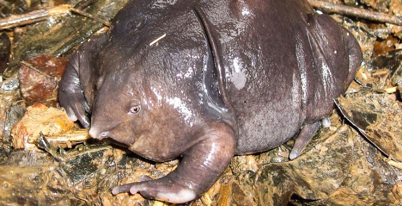 What does the real anti-mi-mi-mi look like