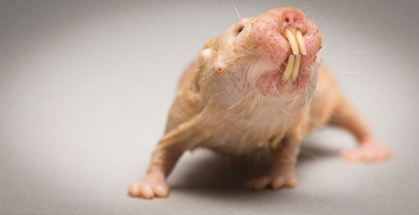 What does the real anti-mi-mi-mi look like