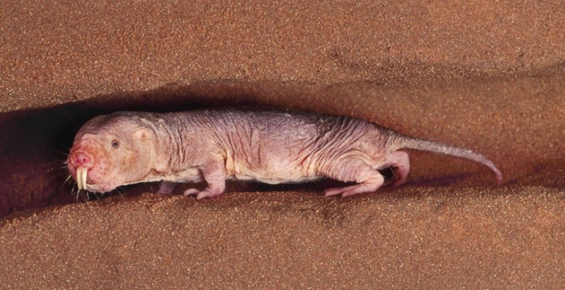 What does the real anti-mi-mi-mi look like