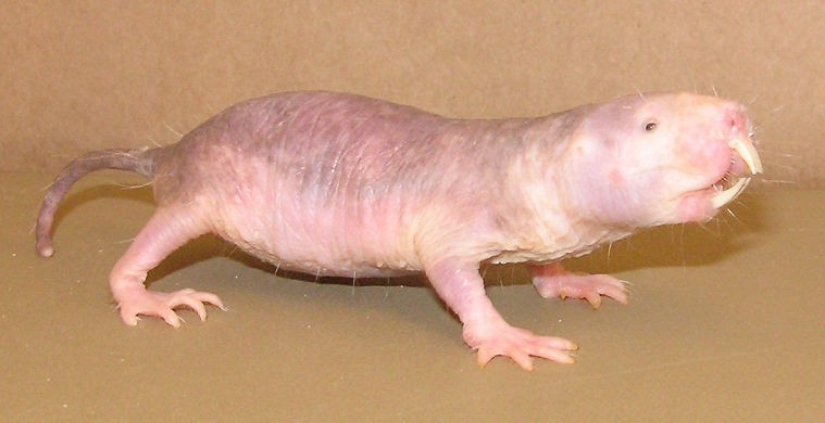 What does the real anti-mi-mi-mi look like