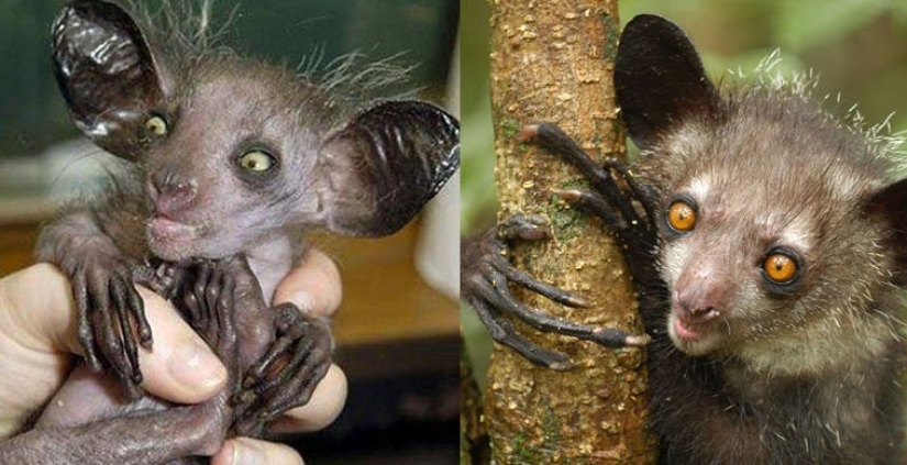 What does the real anti-mi-mi-mi look like