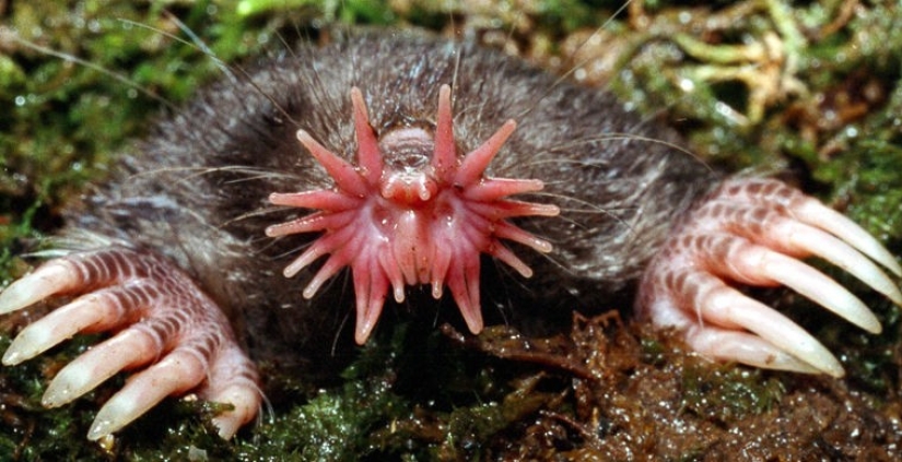 What does the real anti-mi-mi-mi look like