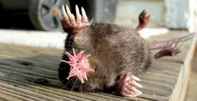 What does the real anti-mi-mi-mi look like