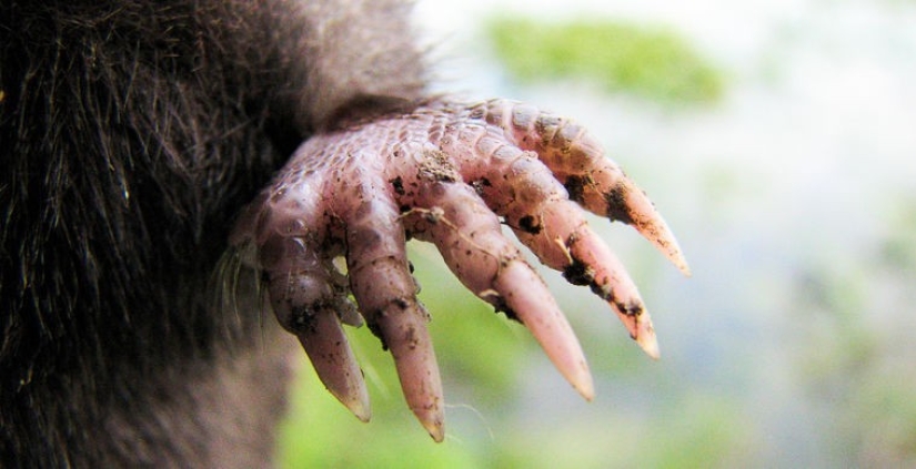 What does the real anti-mi-mi-mi look like