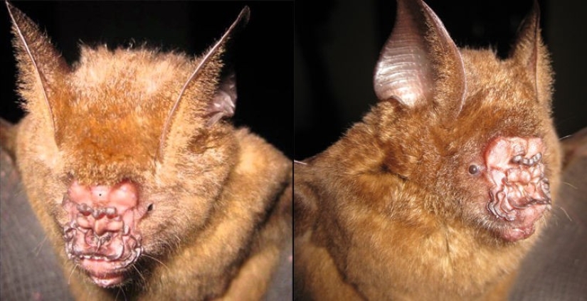 What does the real anti-mi-mi-mi look like