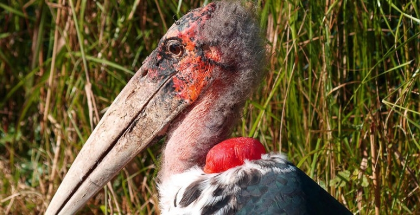 What does the real anti-mi-mi-mi look like