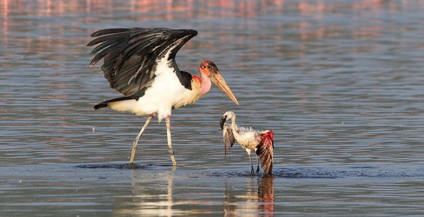 What does the real anti-mi-mi-mi look like