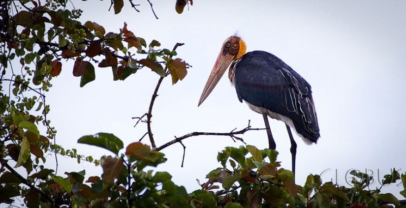 What does the real anti-mi-mi-mi look like