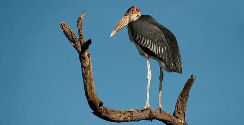 What does the real anti-mi-mi-mi look like