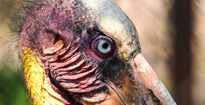 What does the real anti-mi-mi-mi look like