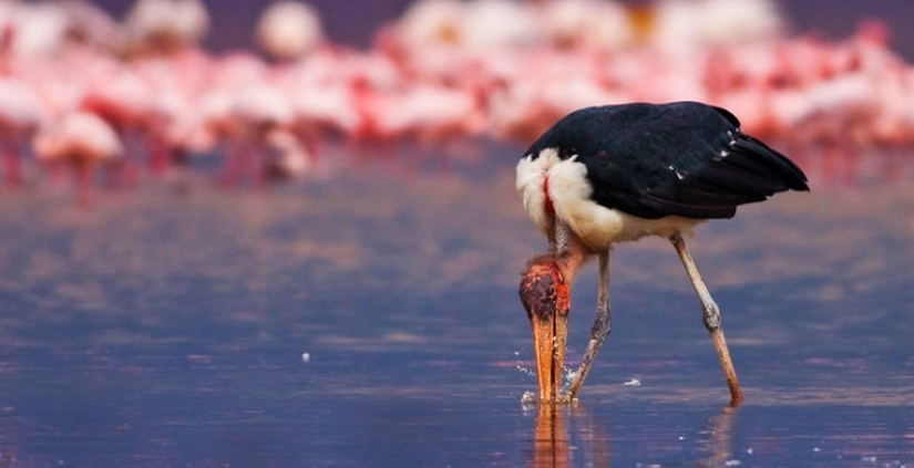 What does the real anti-mi-mi-mi look like