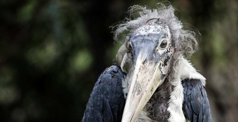 What does the real anti-mi-mi-mi look like