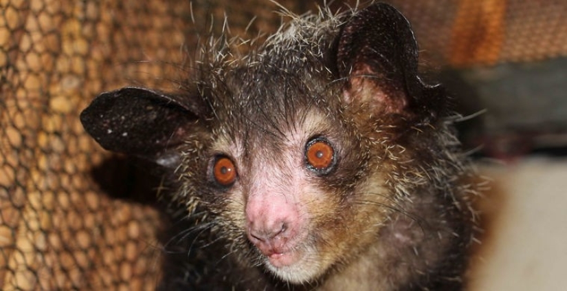 What does the real anti-mi-mi-mi look like