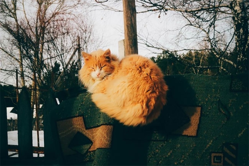 What happens to carpets that have been banished from the apartment What happens to carpets that have been banished from the apartment