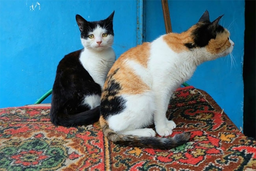 What happens to carpets that have been banished from the apartment What happens to carpets that have been banished from the apartment