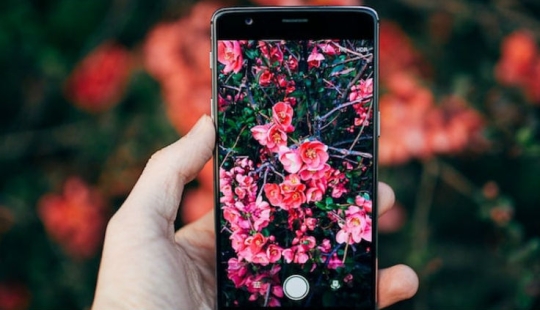 What kind of Pokemon is this: Shazam for animals, plants and birds has appeared