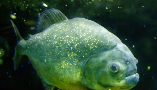 What you need to know about ales to love them