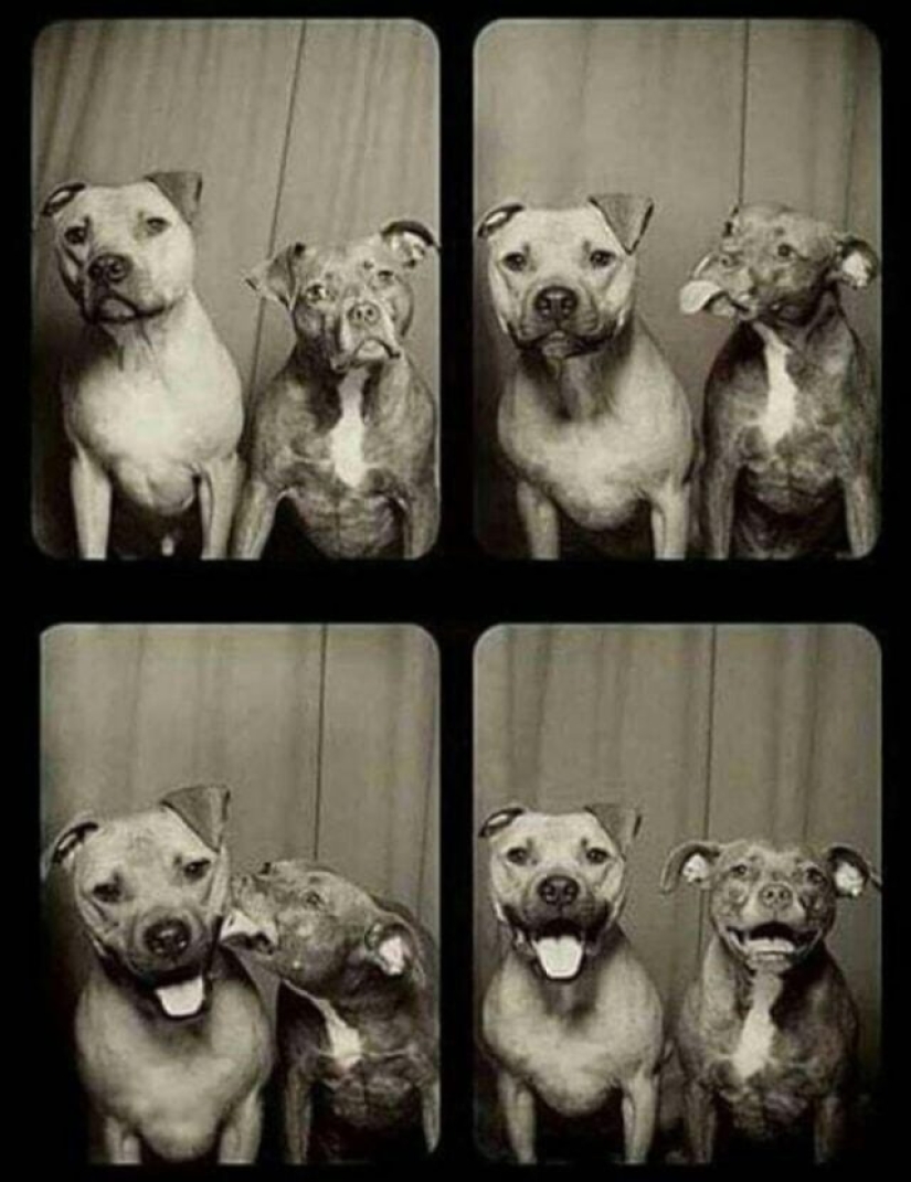 What's wrong with these dogs