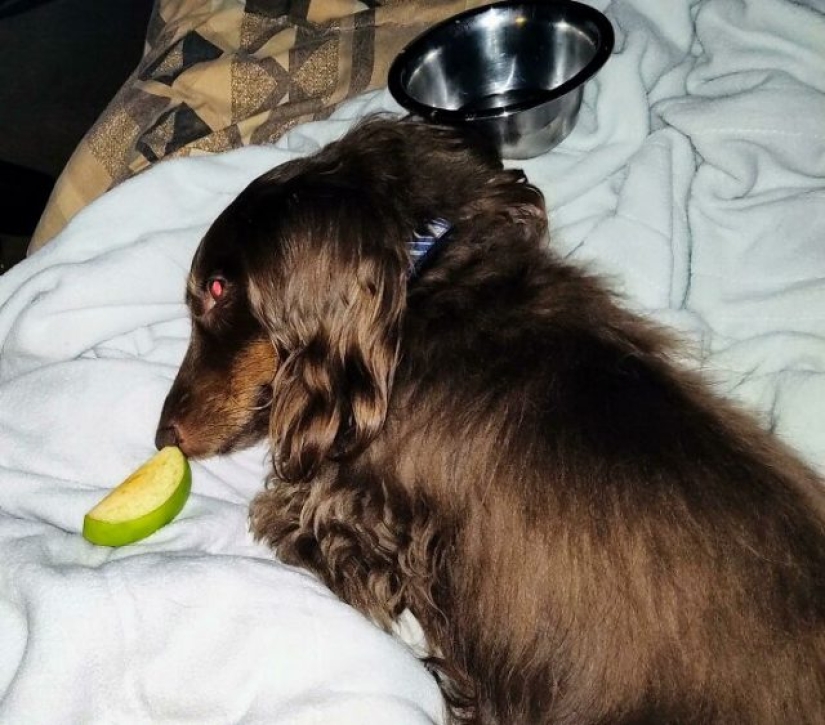 What's wrong with these dogs