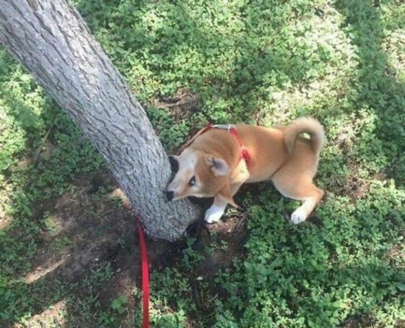 What's wrong with these dogs