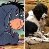 What's wrong with these dogs