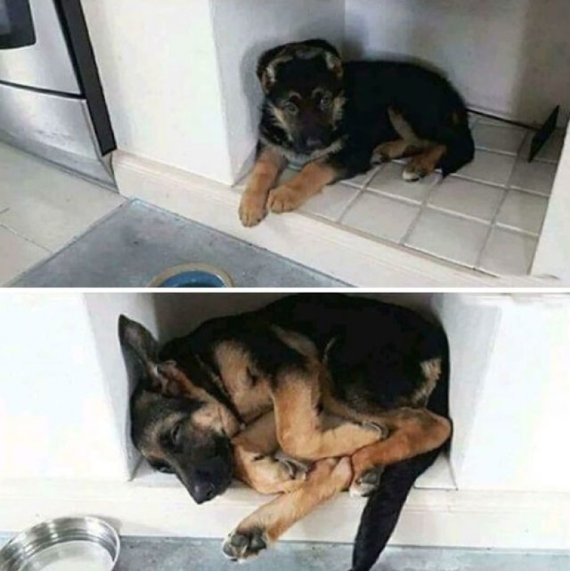 What's wrong with these dogs