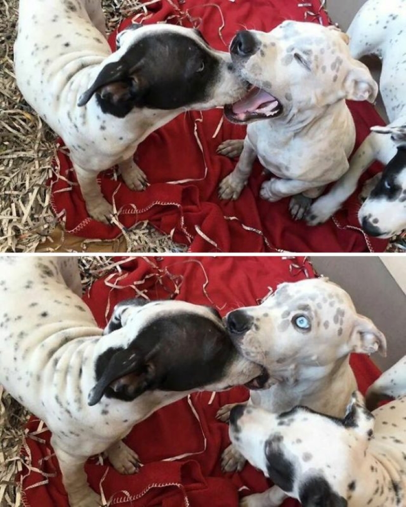 What's wrong with these dogs