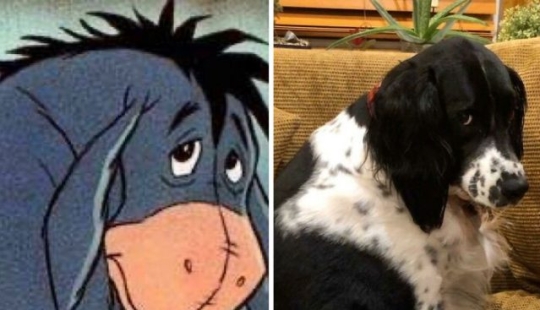 What's wrong with these dogs