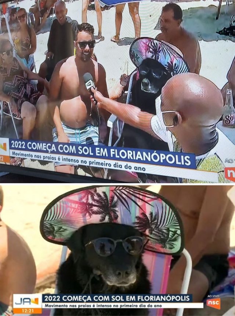 What's wrong with these dogs