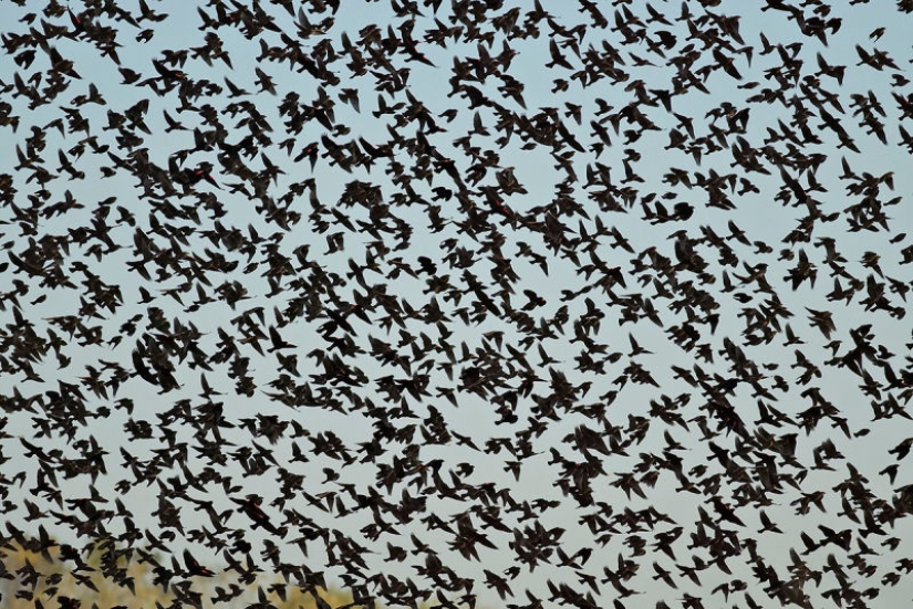 When classic Horror comes to life: the inexplicable invasion of black birds in Texas